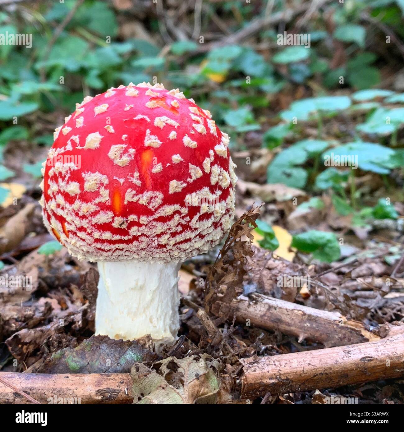 Red and white spotty mushroom Stock Photo