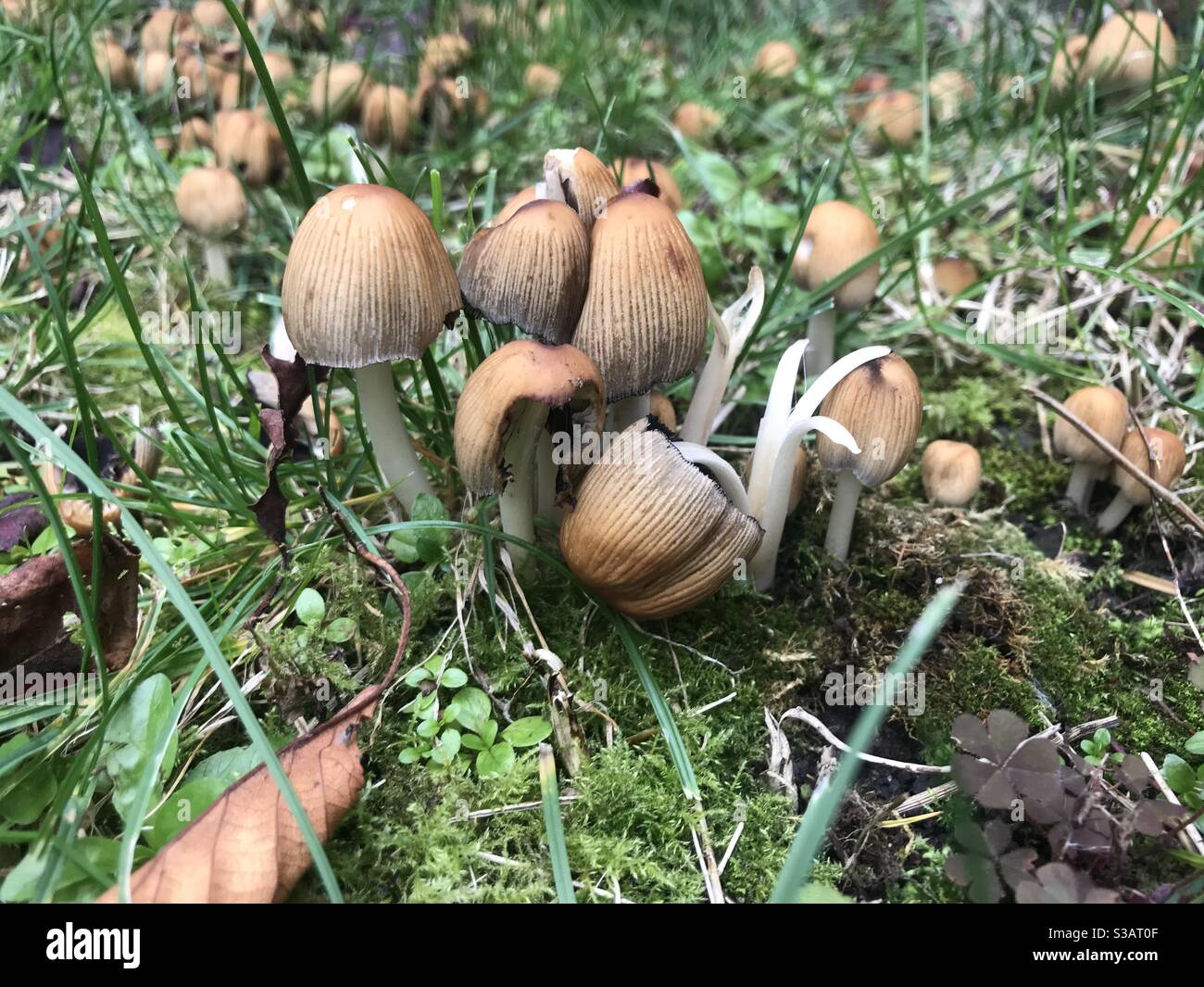 Garden Fungus High Resolution Stock Photography And Images Alamy