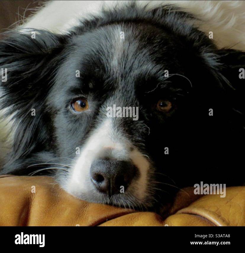 Dogs - Smartphone Captured Stock Image