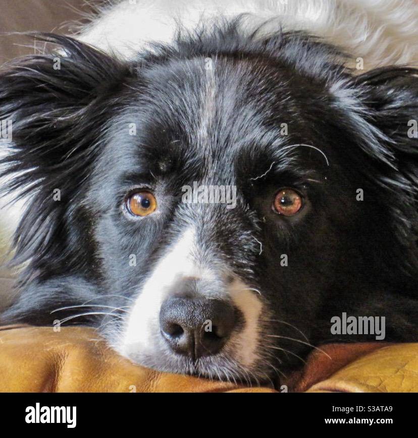 Dogs - Smartphone Captured Stock Image