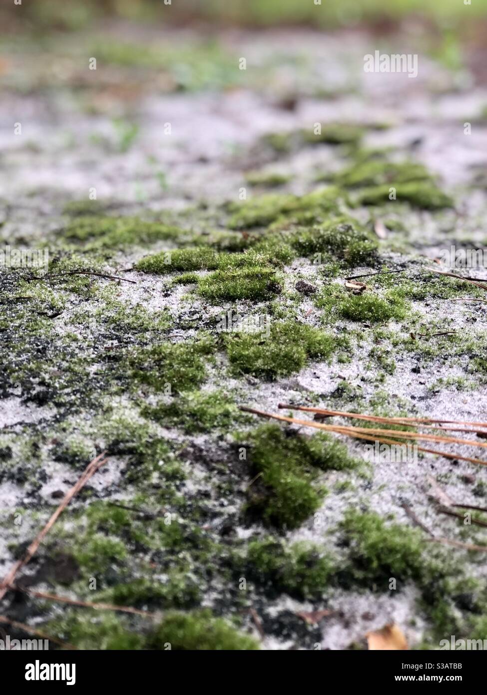 Velvety green puffs of moss on a meandering path through the woods - Smartphone Captured Stock Image