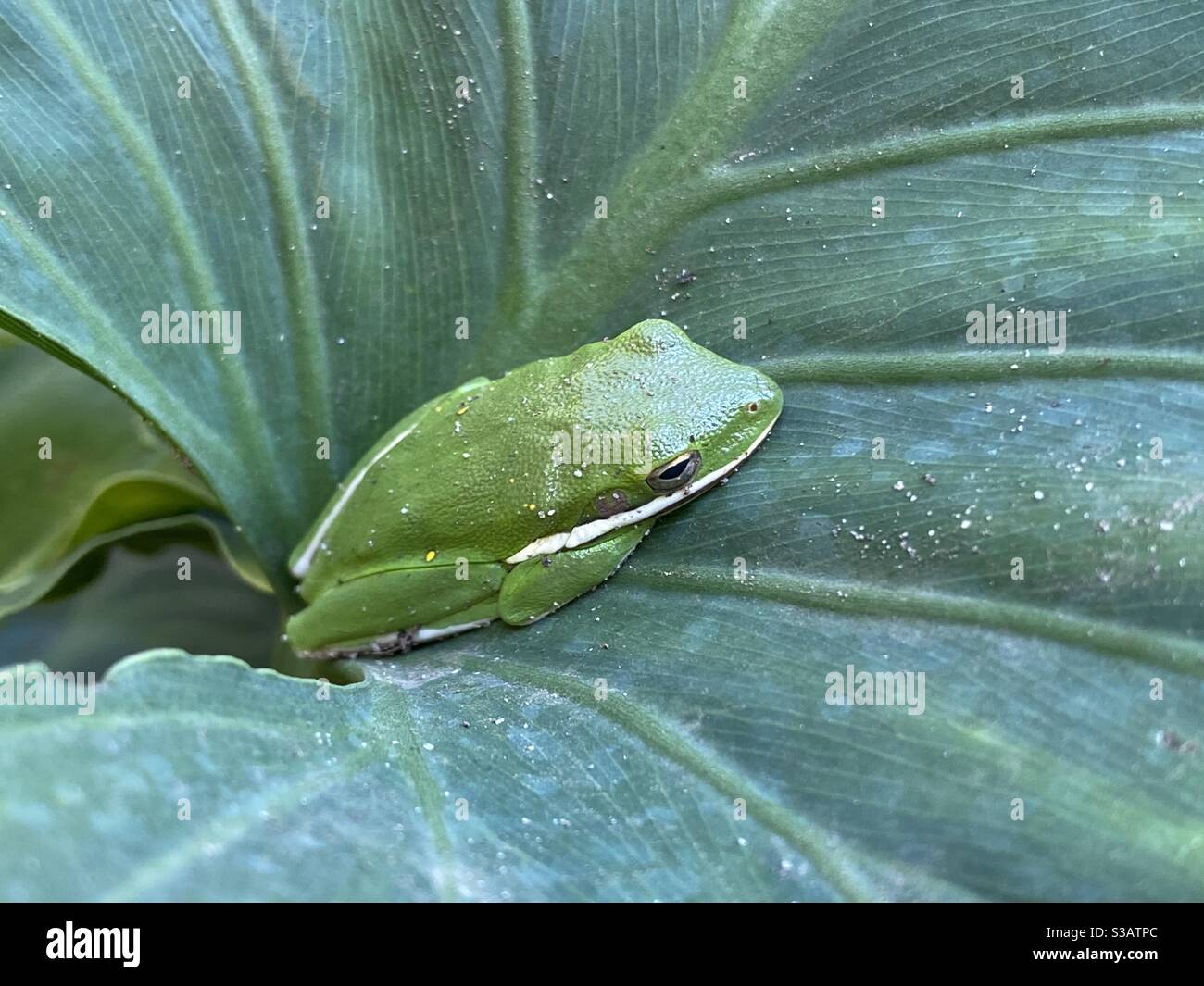 Adult green tree frog resting on green plant leaf - Smartphone Captured Stock Image