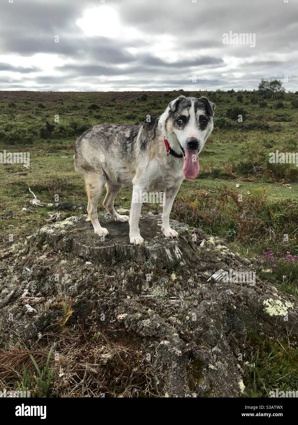 Dog on a log - Smartphone Captured Stock Image