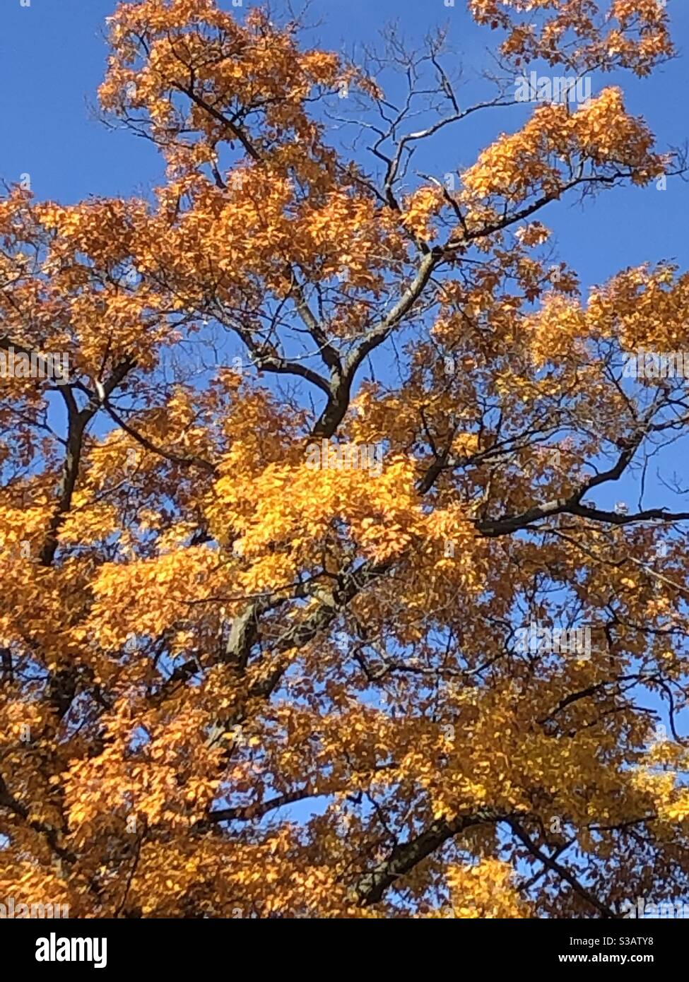 Tree in autumn Stock Photo