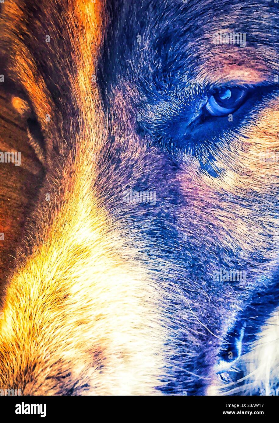 beautiful portrait of woöve dog - Smartphone Captured Stock Image