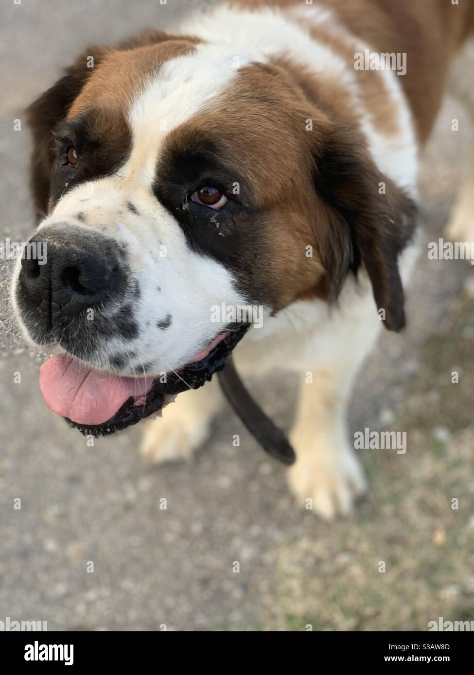 Saint-Bernard wanting food .It s tired and bored and is looking for  something funny but needs somehing to eat first Stock Photo - Alamy