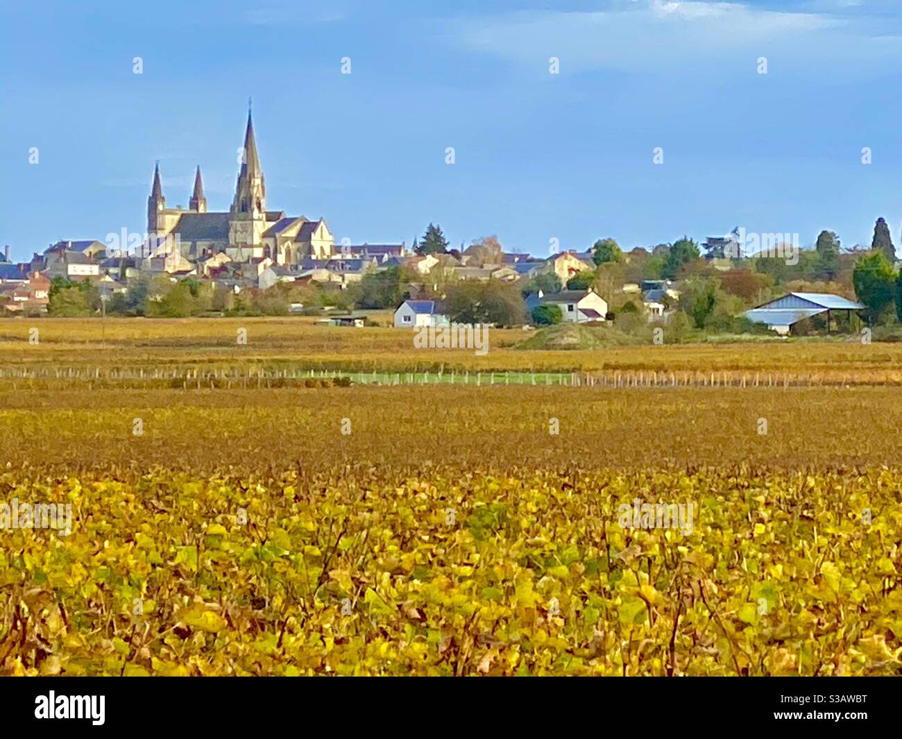 Wine groves in the Loire valley France - Smartphone Captured Stock Image