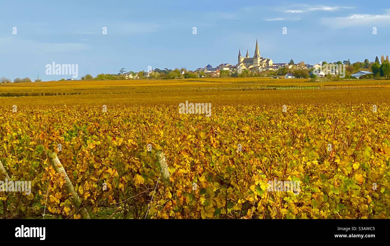 Wine groves in the Loire valley France - Smartphone Captured Stock Image
