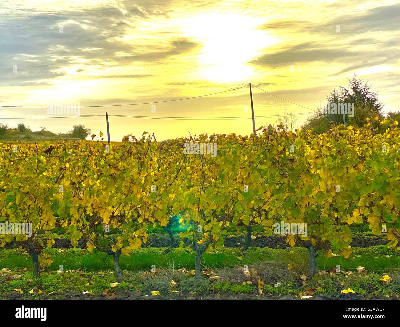 Wine groves in the Loire valley France - Smartphone Captured Stock Image