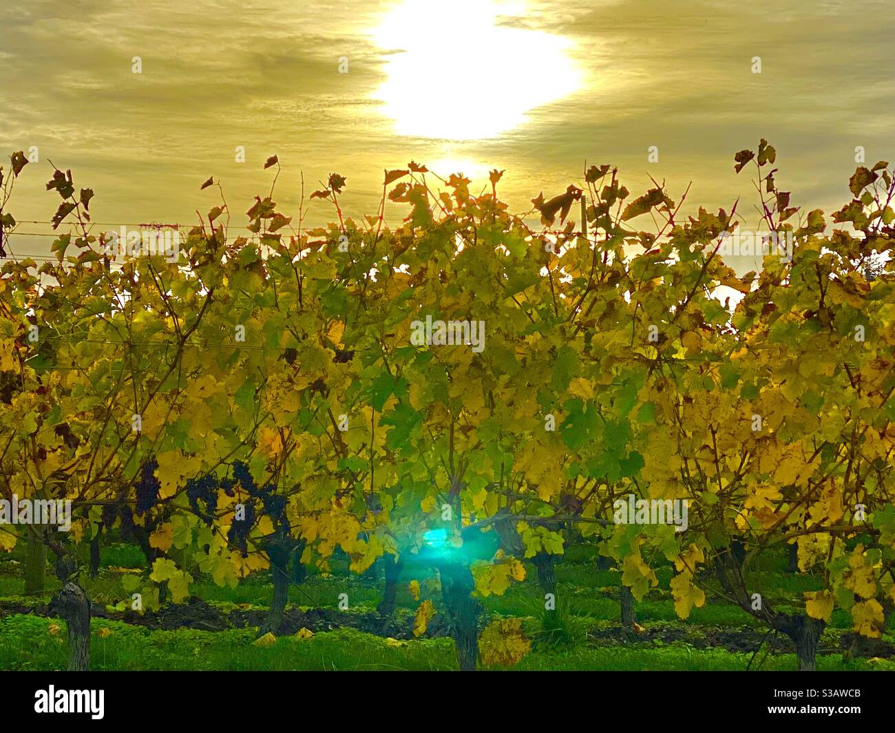 Grape vines in Autumn Loire valley - Smartphone Captured Stock Image