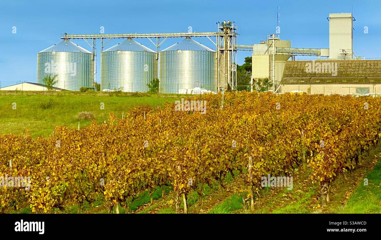 Wine production in the Maine-et-Loire region France - Smartphone Captured Stock Image