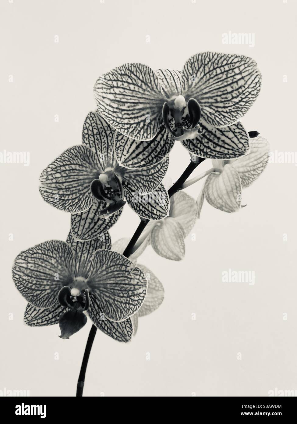 Monochromatic orchid branch and flowers against a neutral background. Stock Photo