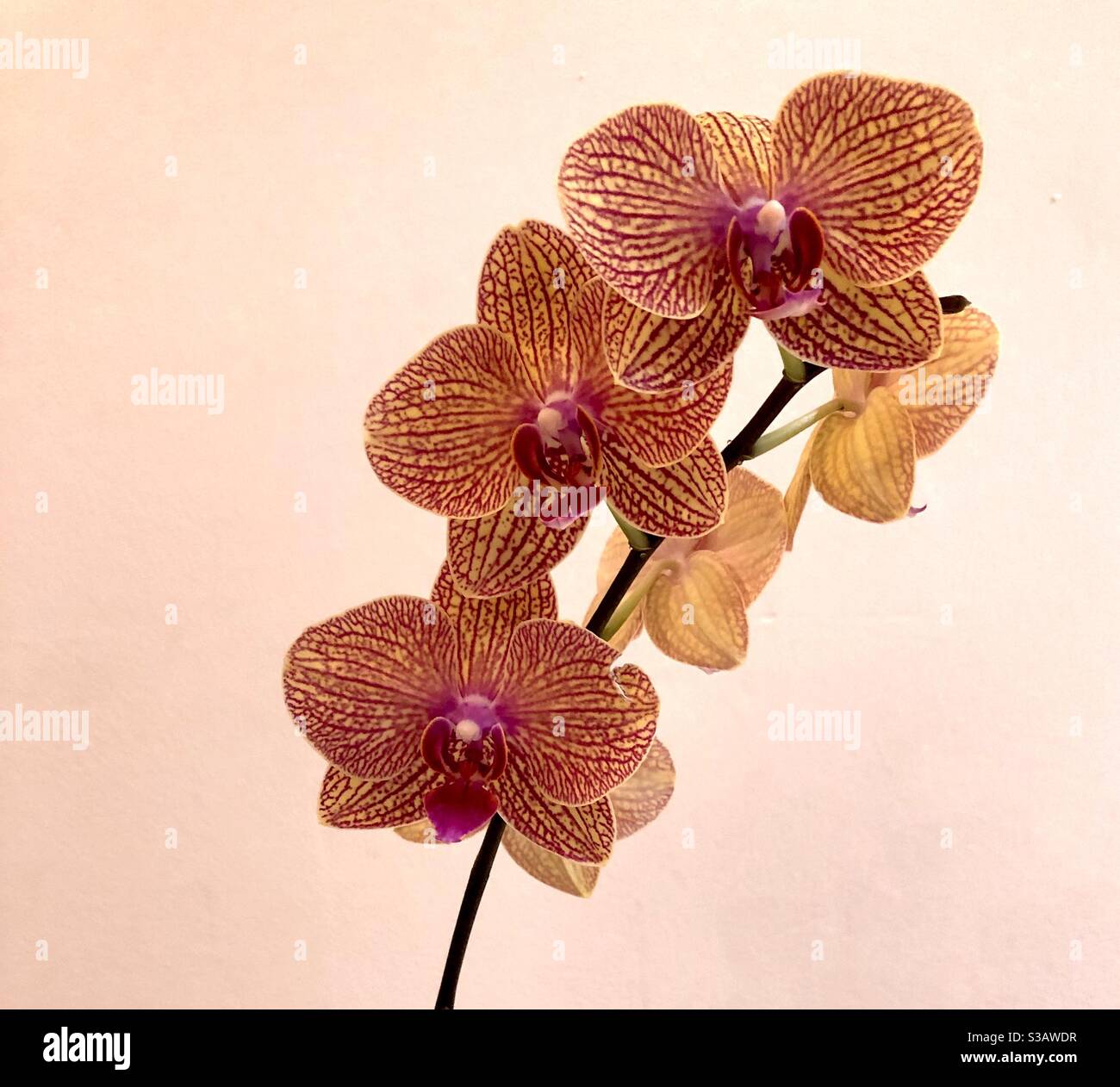 Orange pink orchids hi-res stock photography and images - Alamy