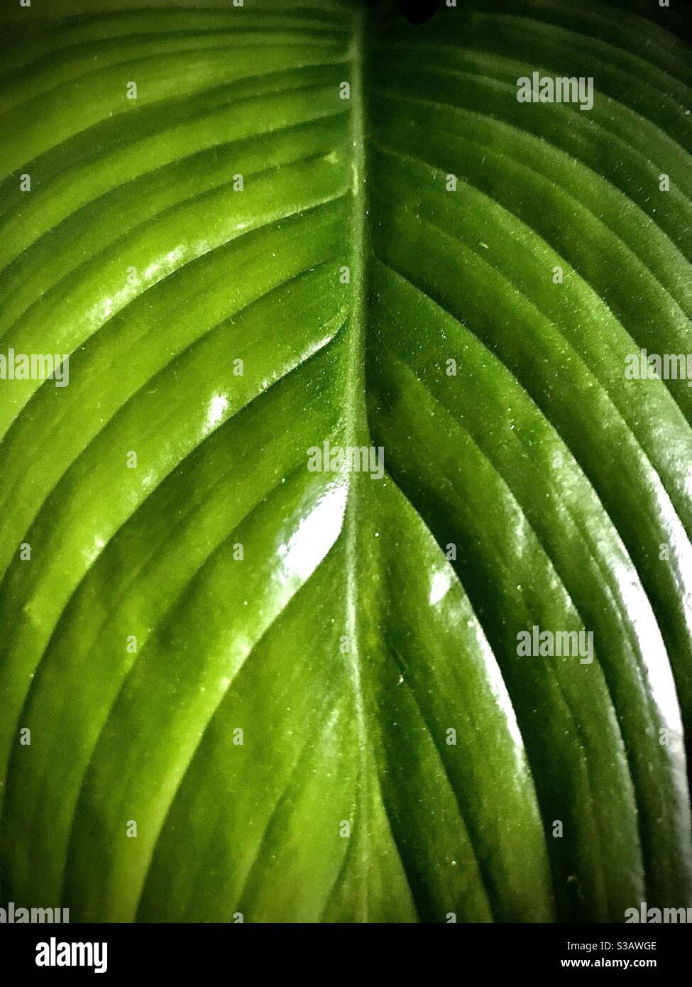 A beautiful healthy looking leaf from my Peace Lilly. - Smartphone Captured Stock Image