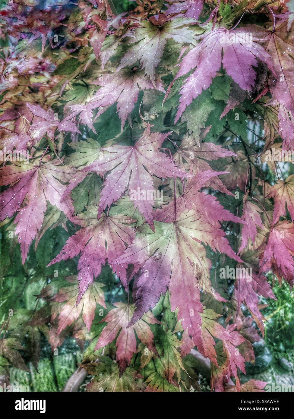 Acer palmatum japanese maple hi-res stock photography and images - Alamy