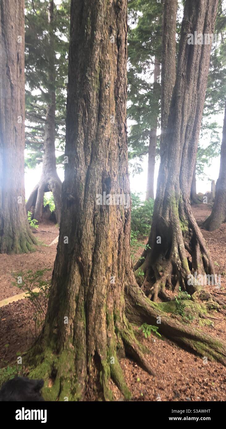 Redwood trees in Alaskan forest Stock Photo