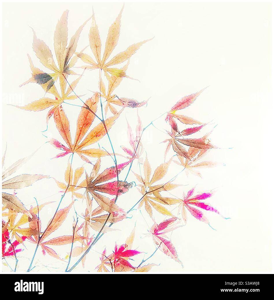 Autumn  Acer leaves - Smartphone Captured Stock Image