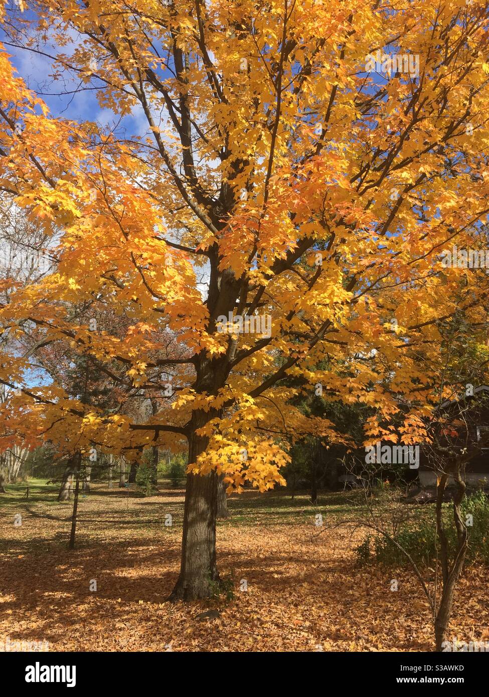 Autumn fall foliage in full bloom - Smartphone Captured Stock Image
