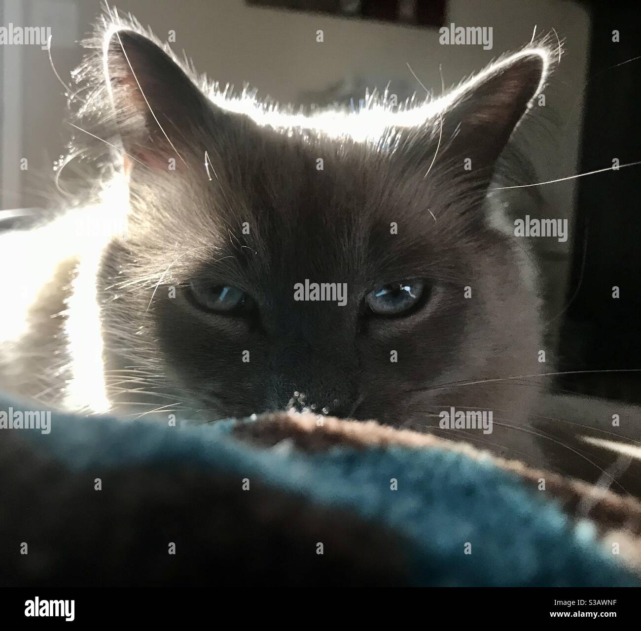 House cat kneading Stock Photo Alamy