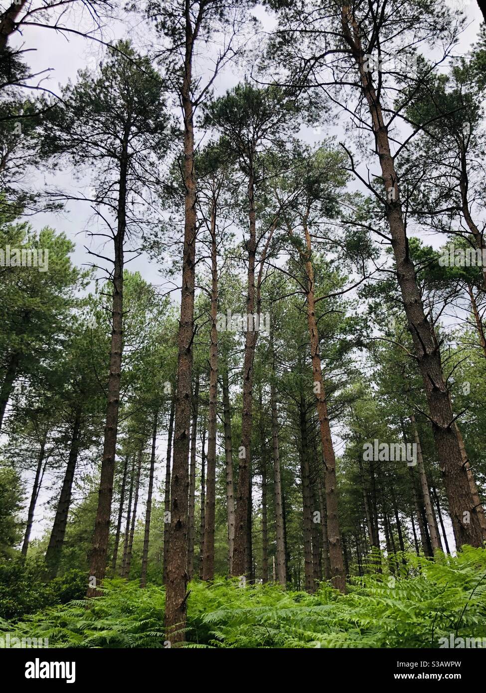Forest - Smartphone Captured Stock Image