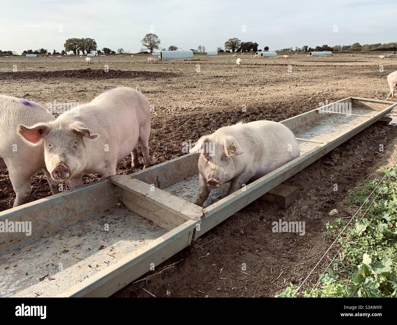 Pig trough hires stock photography and images Alamy