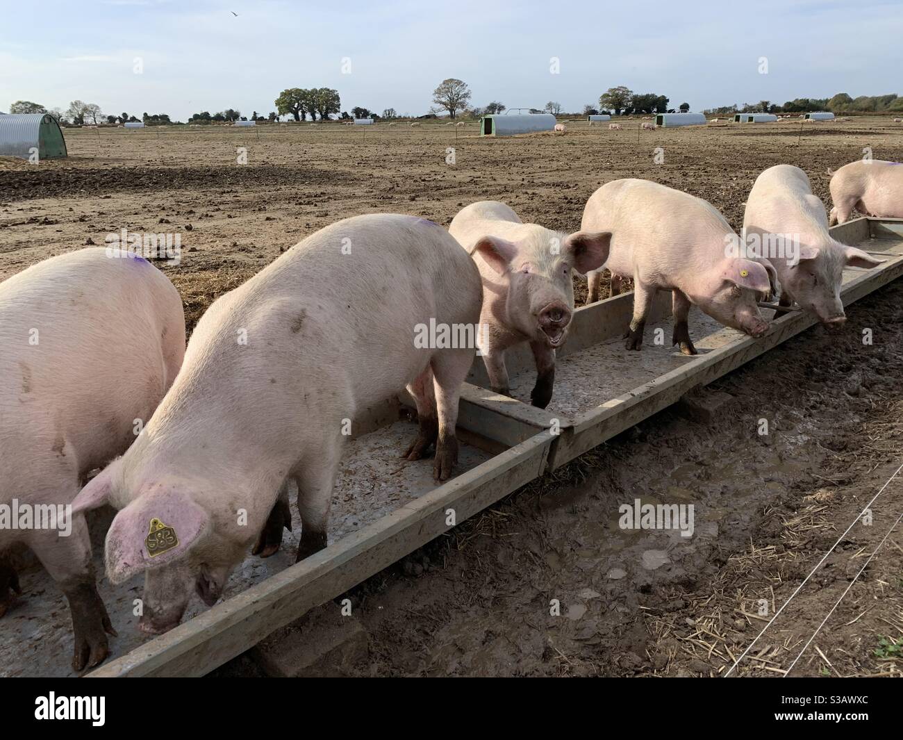 Pigs eat the last of their feed from a trough in a field near Castle