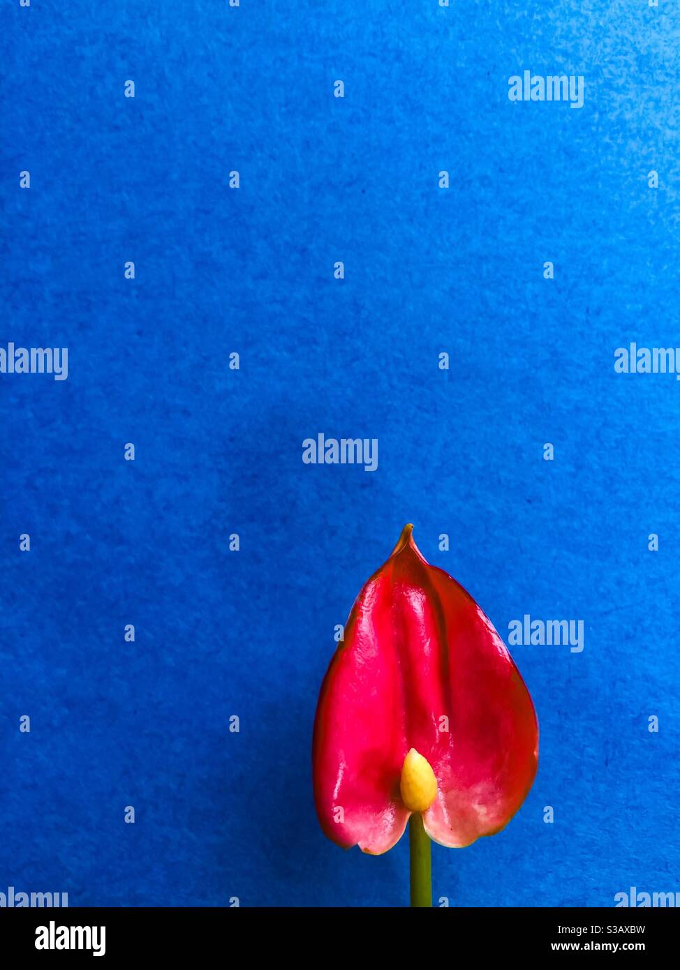 Red on blue - Smartphone Captured Stock Image