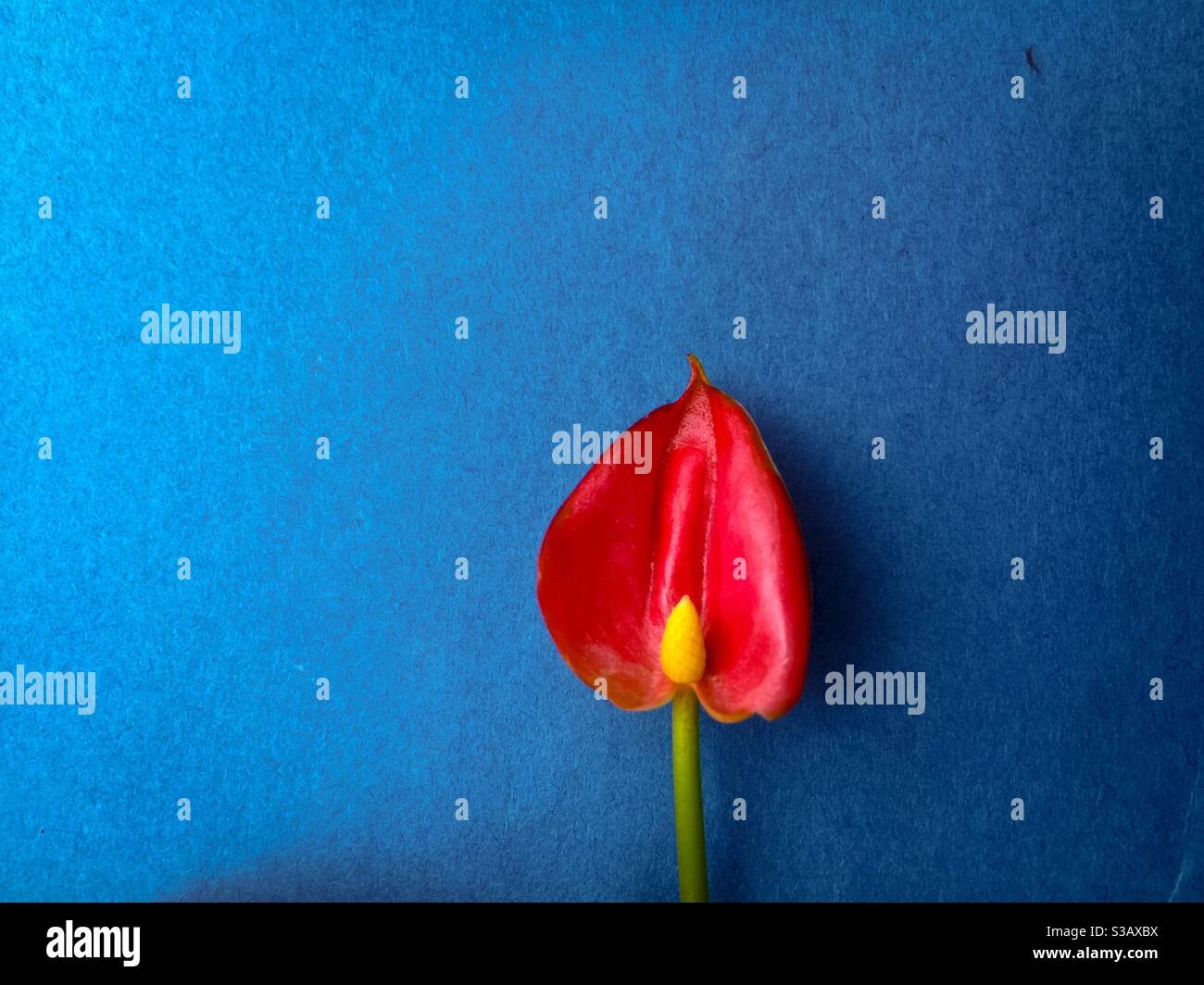 First flower - Smartphone Captured Stock Image