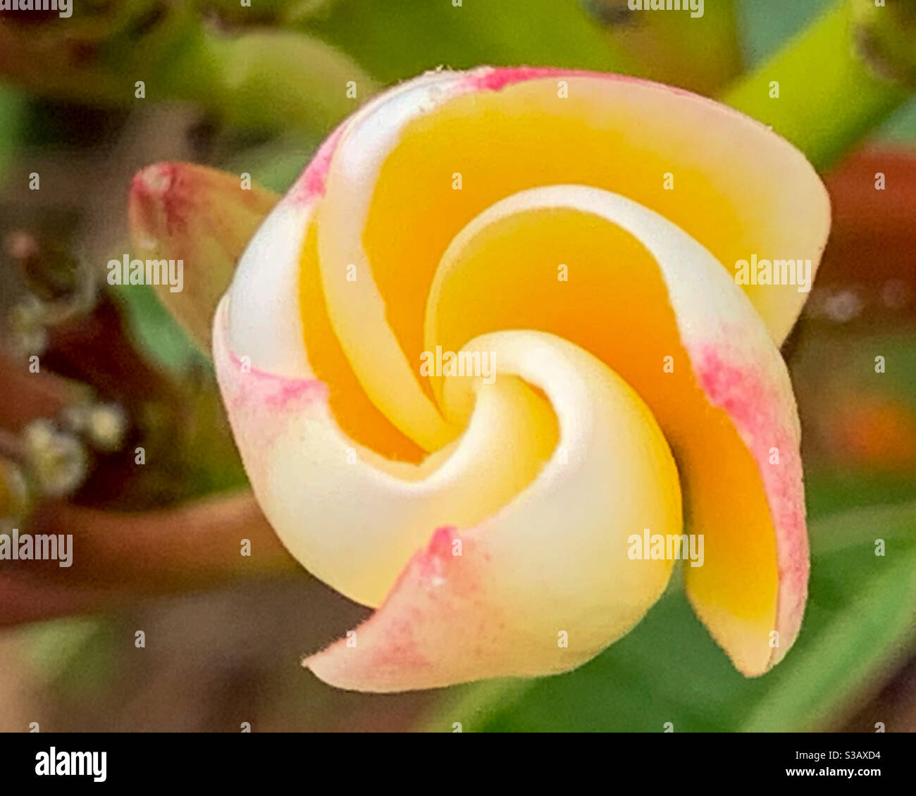 Frangipani flower opening Swirl or spiral - Smartphone Captured Stock Image