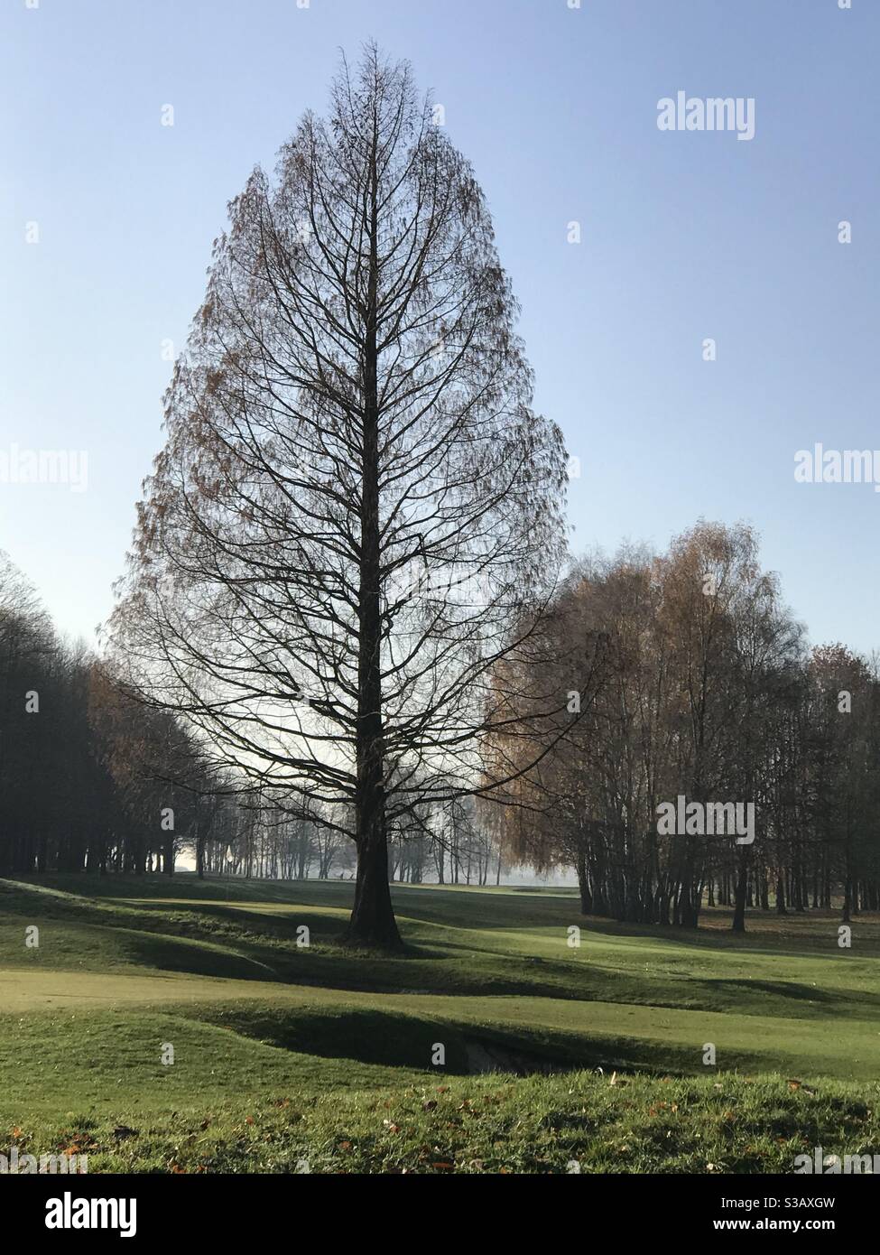 Tree leafless hi-res stock photography and images - Alamy