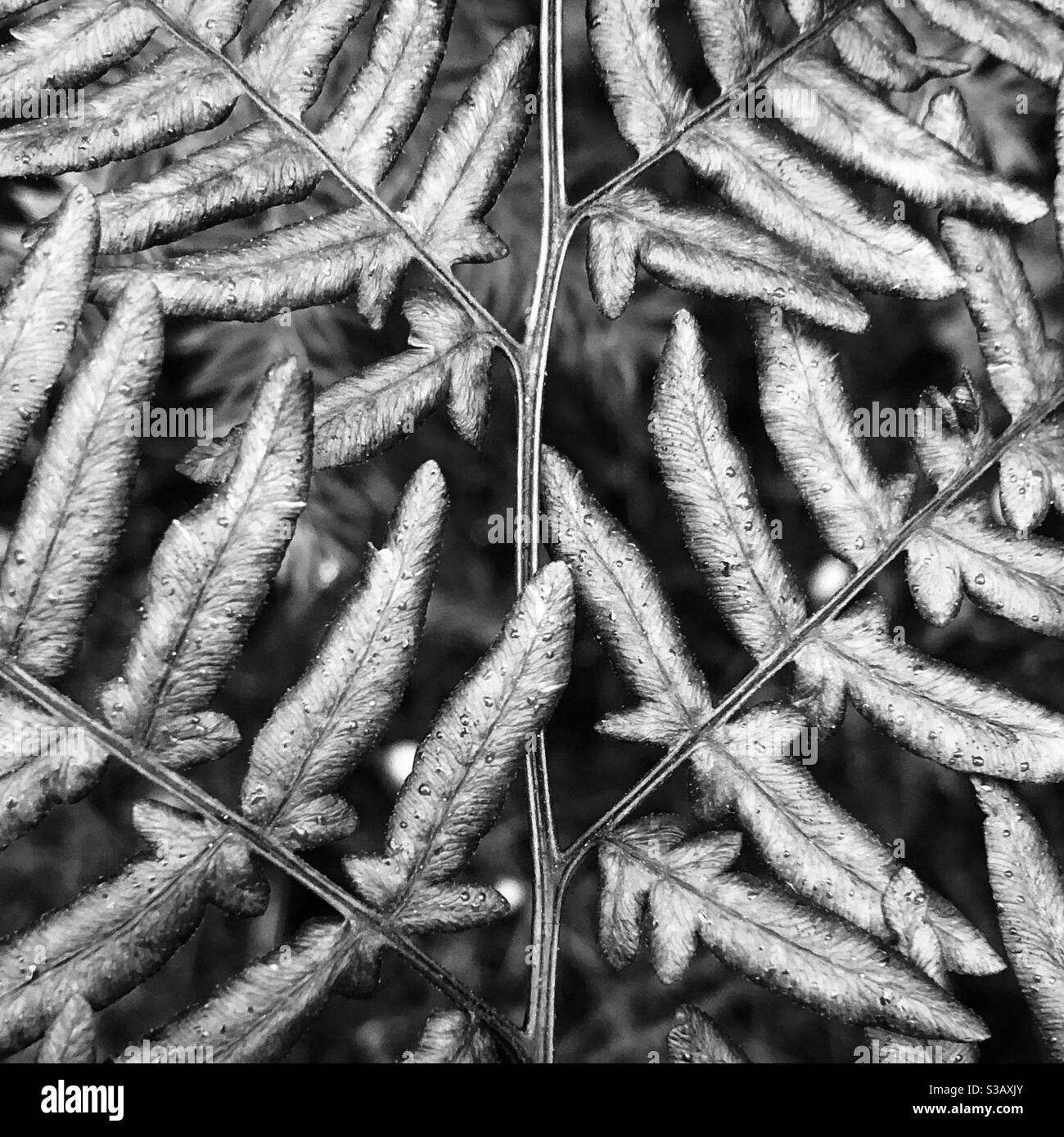 Closeup of Bracken Pteridium aquilinum Also known as Common bracken or
