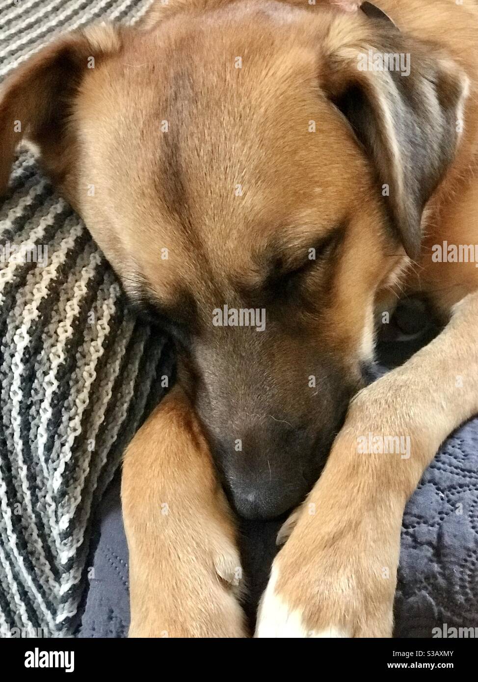 Happy sleeping and dreaming dog Stock Photo Alamy
