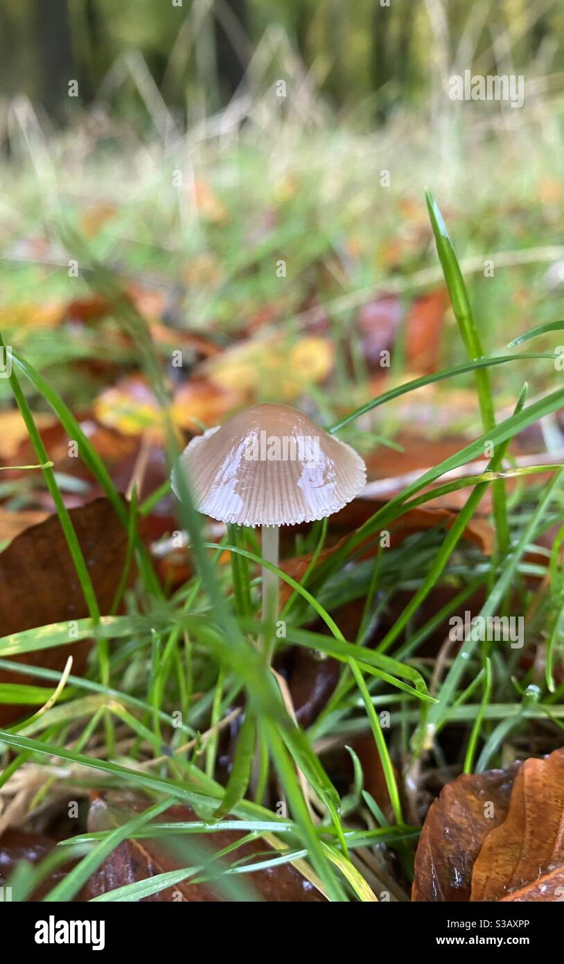 Fairy mushroom hi-res stock photography and images - Alamy