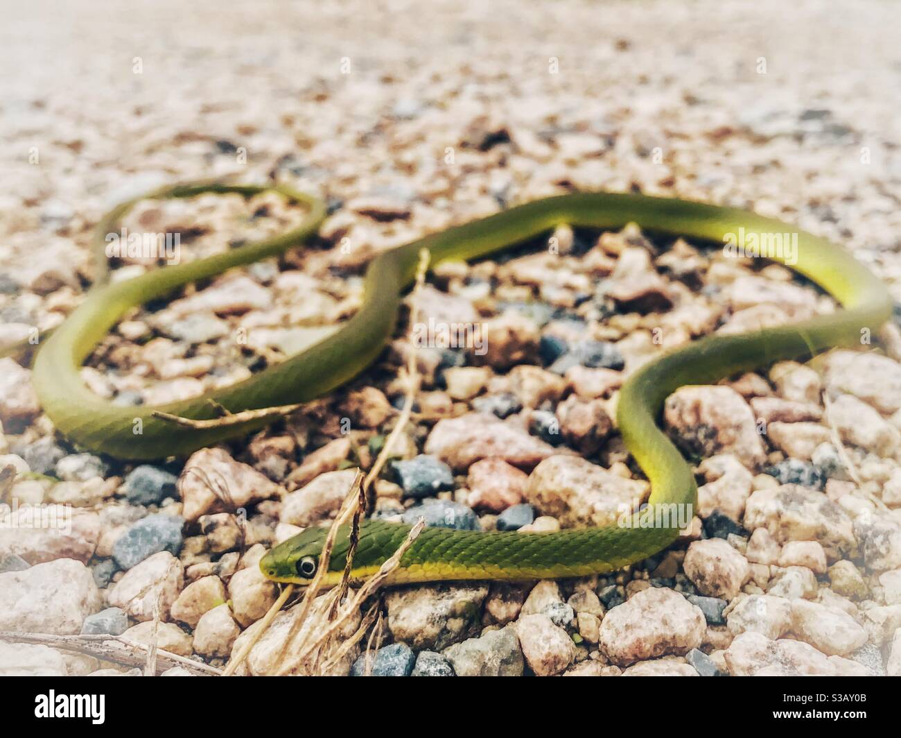 Opheodrys aestivus, or Rough Greensnake warming himself on gravel driveway in October, North Carolina Stock Photo
