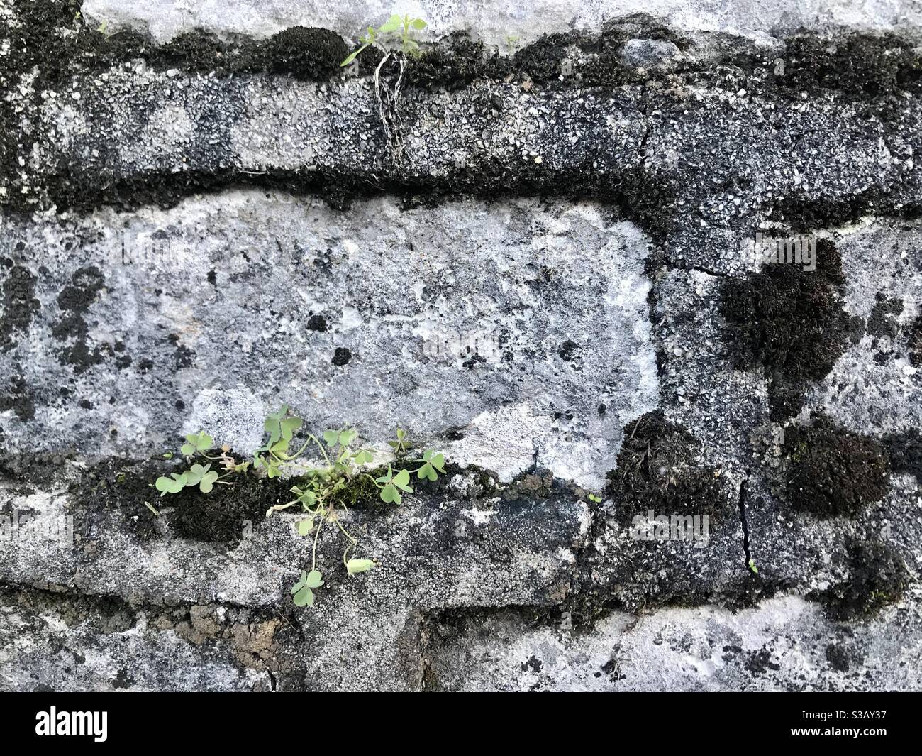 Small plants grow in the cracks of a limestone wall. The wall was built during the 1930’s by the Civilian Conservation Corps. - Smartphone Captured Stock Image