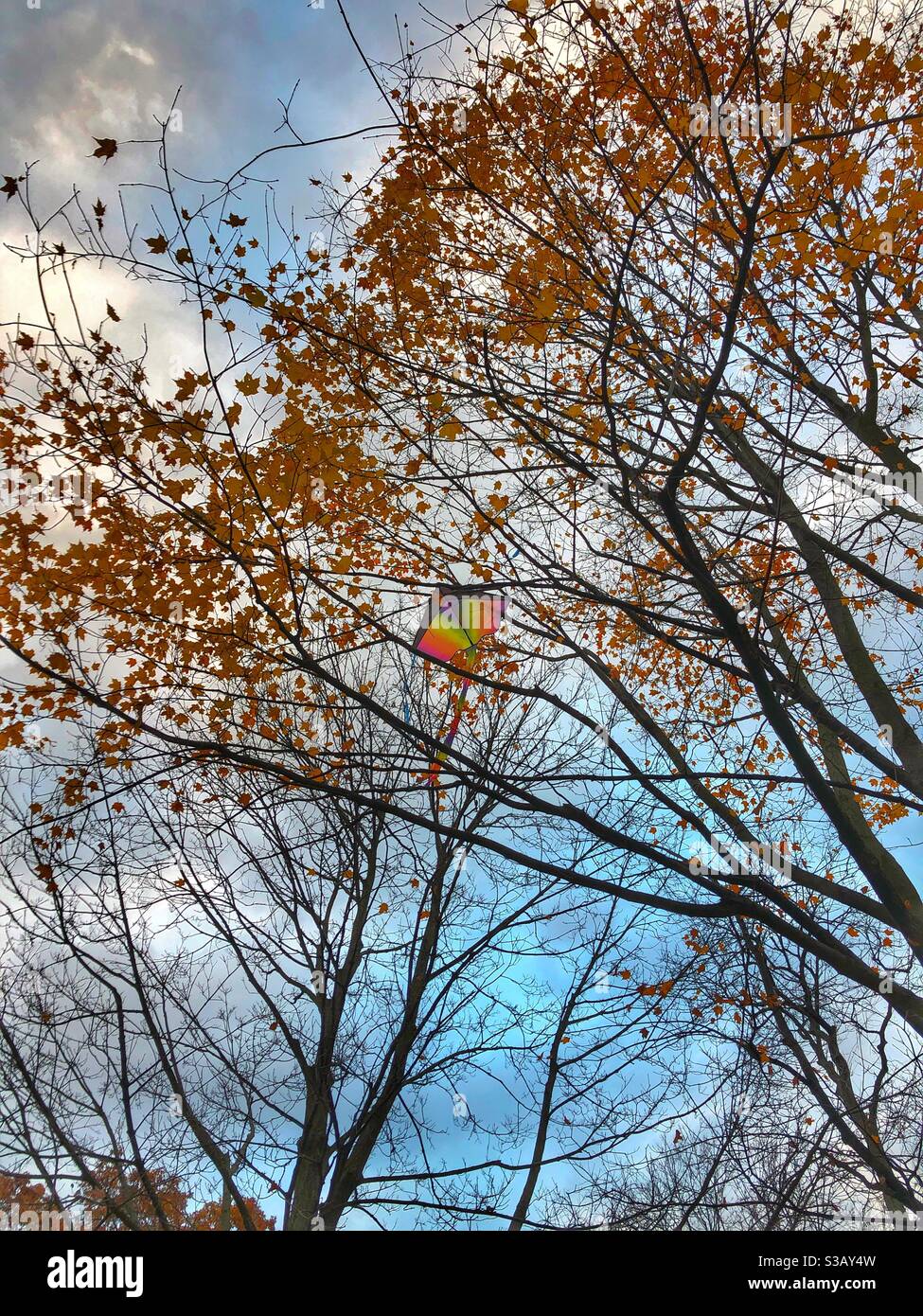 A rainbow coloured kite stuck in a tree. Stock Photo