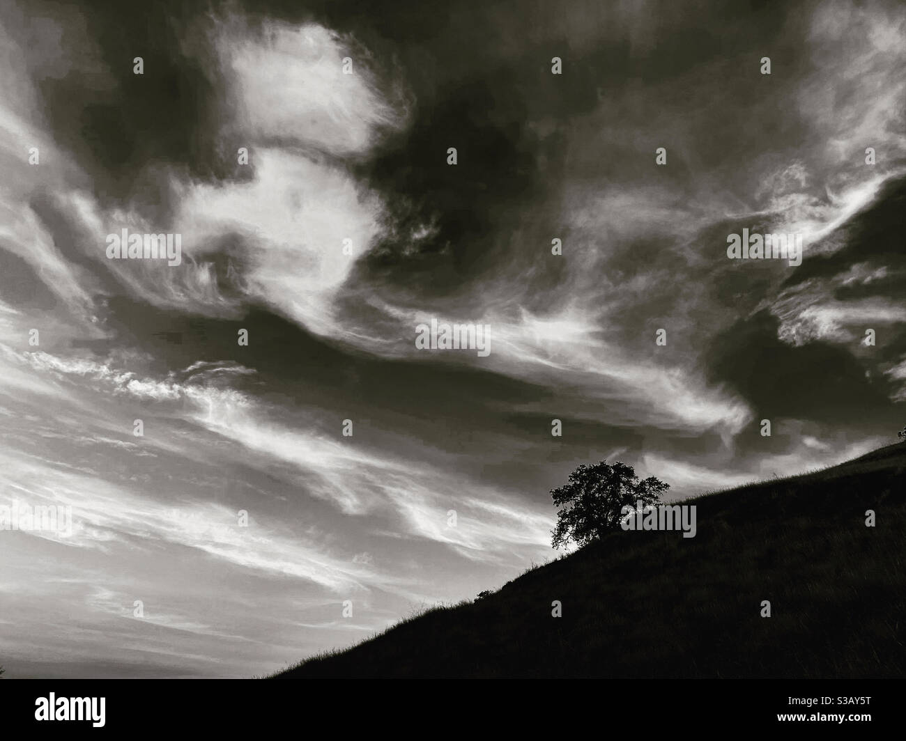 Wispy clouds, single oak tree on a hill side. - Smartphone Captured Stock Image