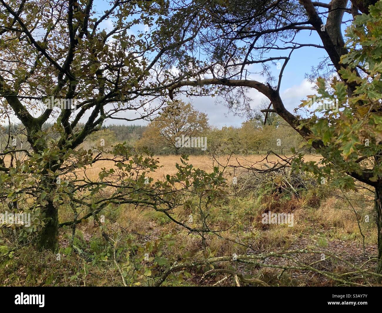 Autumn in Rhydargaeau, Carmarthen, Wales. 31 October 2020. - Smartphone Captured Stock Image