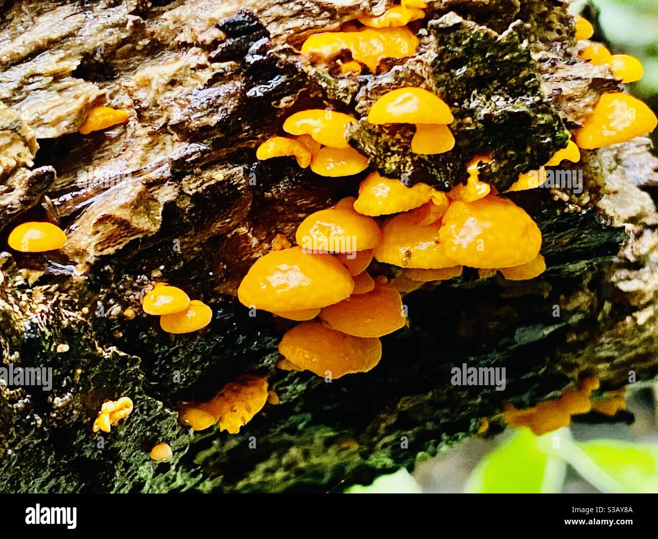 Wild fungi growing on an oak log in the Lost gardens of Heligan... - Smartphone Captured Stock Image