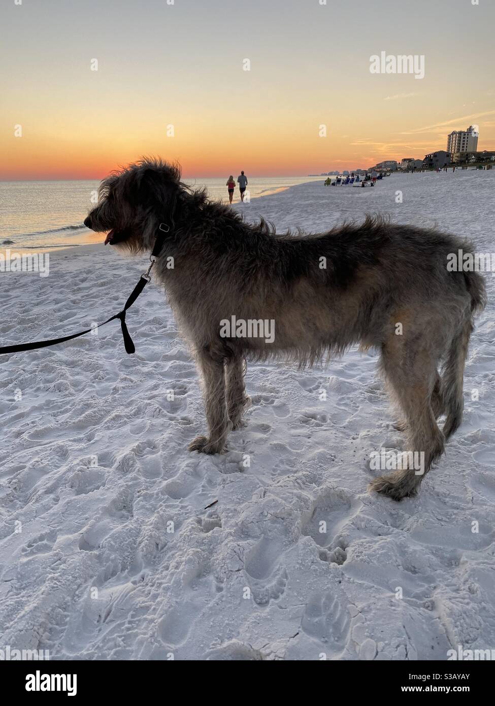 Irish wolf hound standing on white sand beach with sunset skies - Smartphone Captured Stock Image