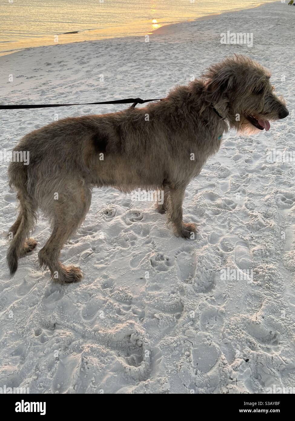 Irish wolf hound standing on white sand beach shoreline at sunset - Smartphone Captured Stock Image
