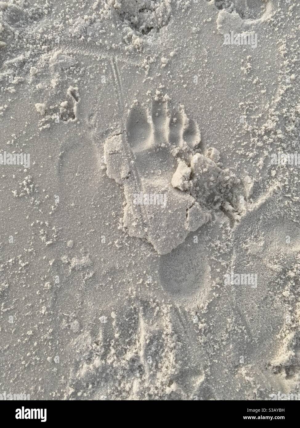 wolf paw print in sand