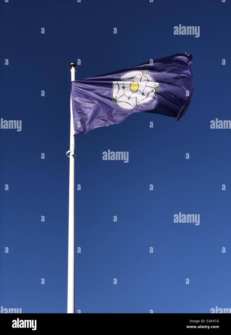 White Rose flag of the county of Yorkshire, England, UK against a clear