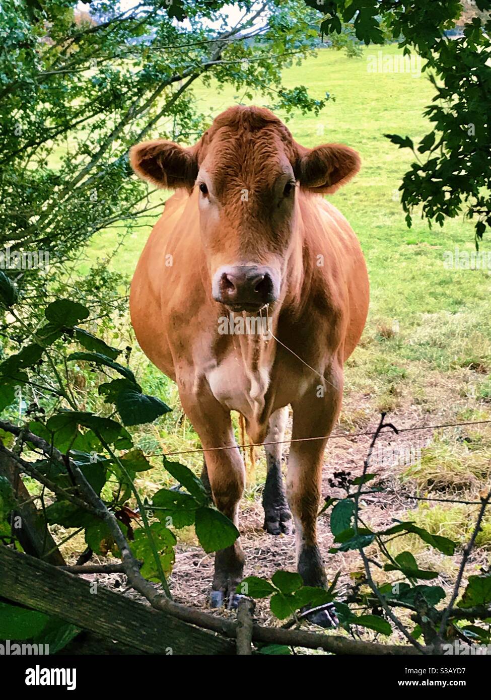 Cow staring at camera and drooling Stock Photo