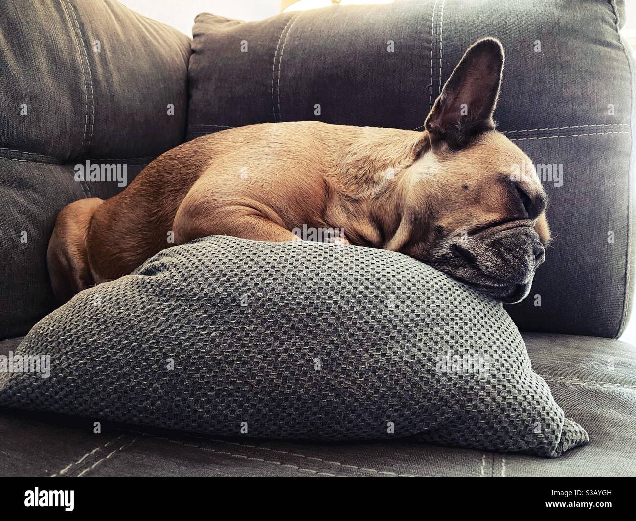 How To Get French Bulldog To Sleep