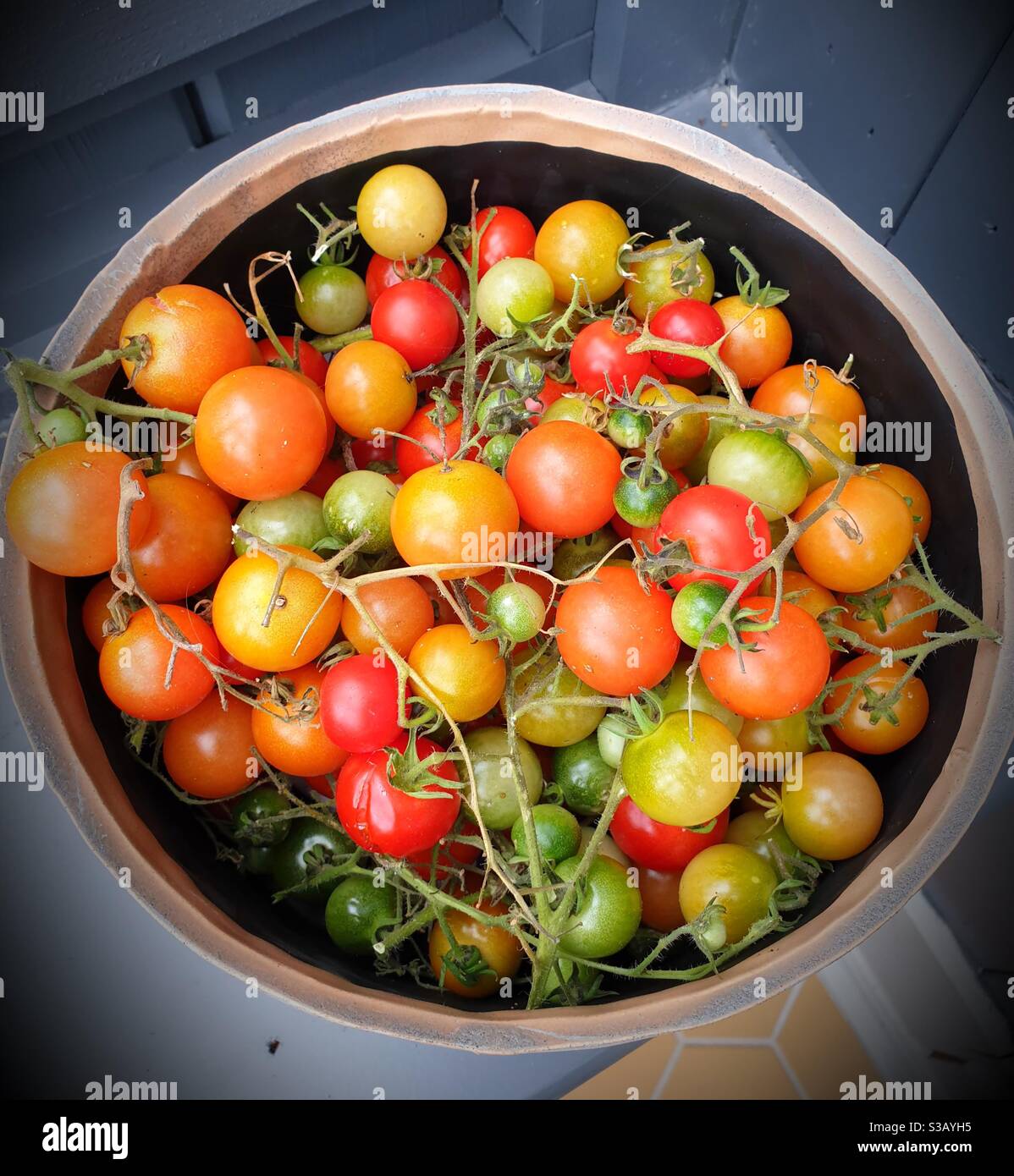 Tomatoes in bowl - Smartphone Captured Stock Image