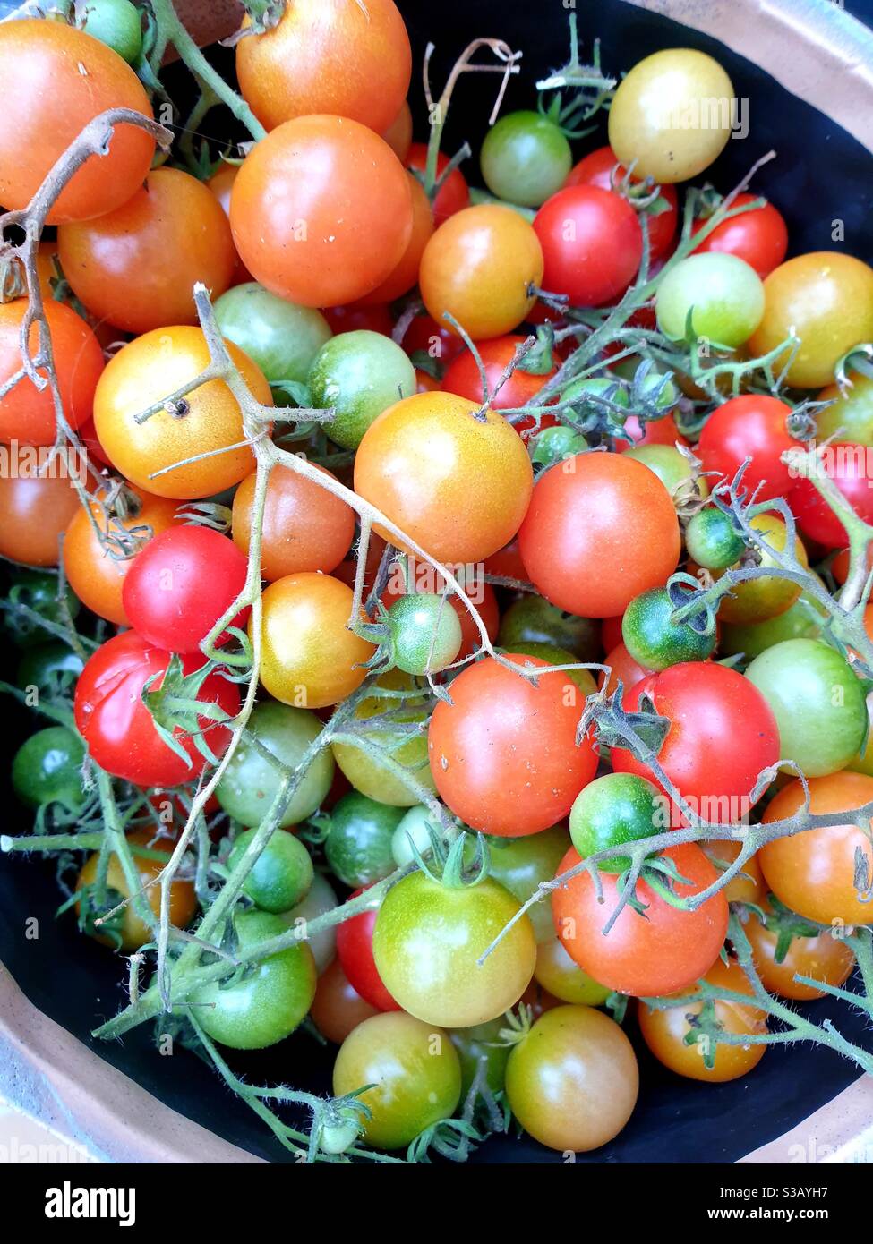 Tomatoes in bowl - Smartphone Captured Stock Image