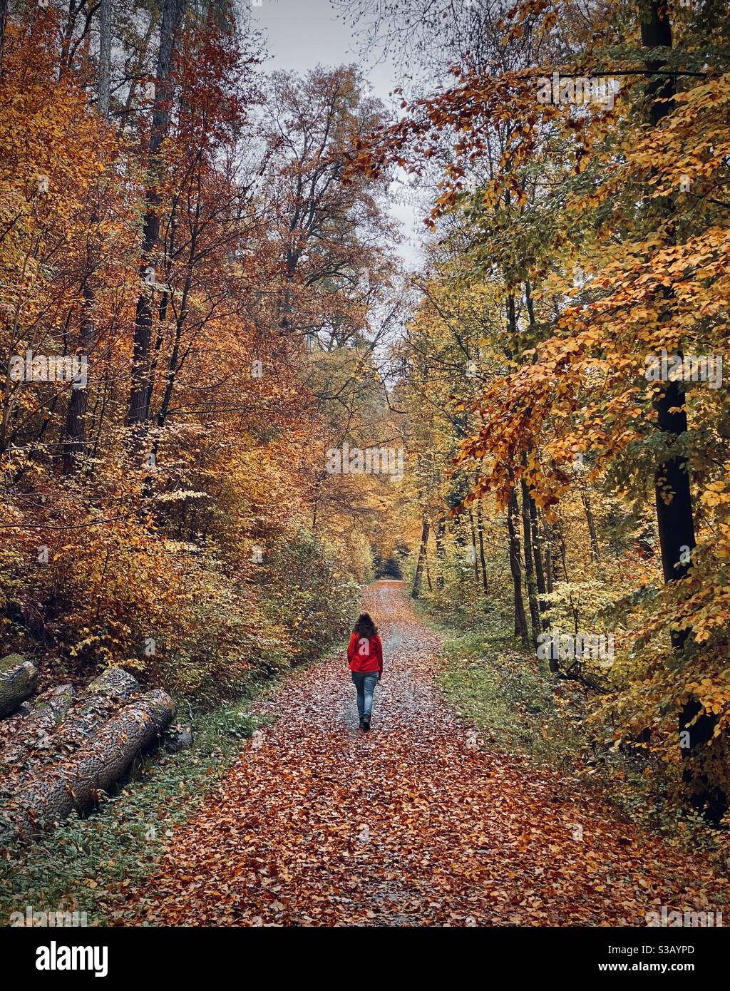 Autumn colors - Smartphone Captured Stock Image