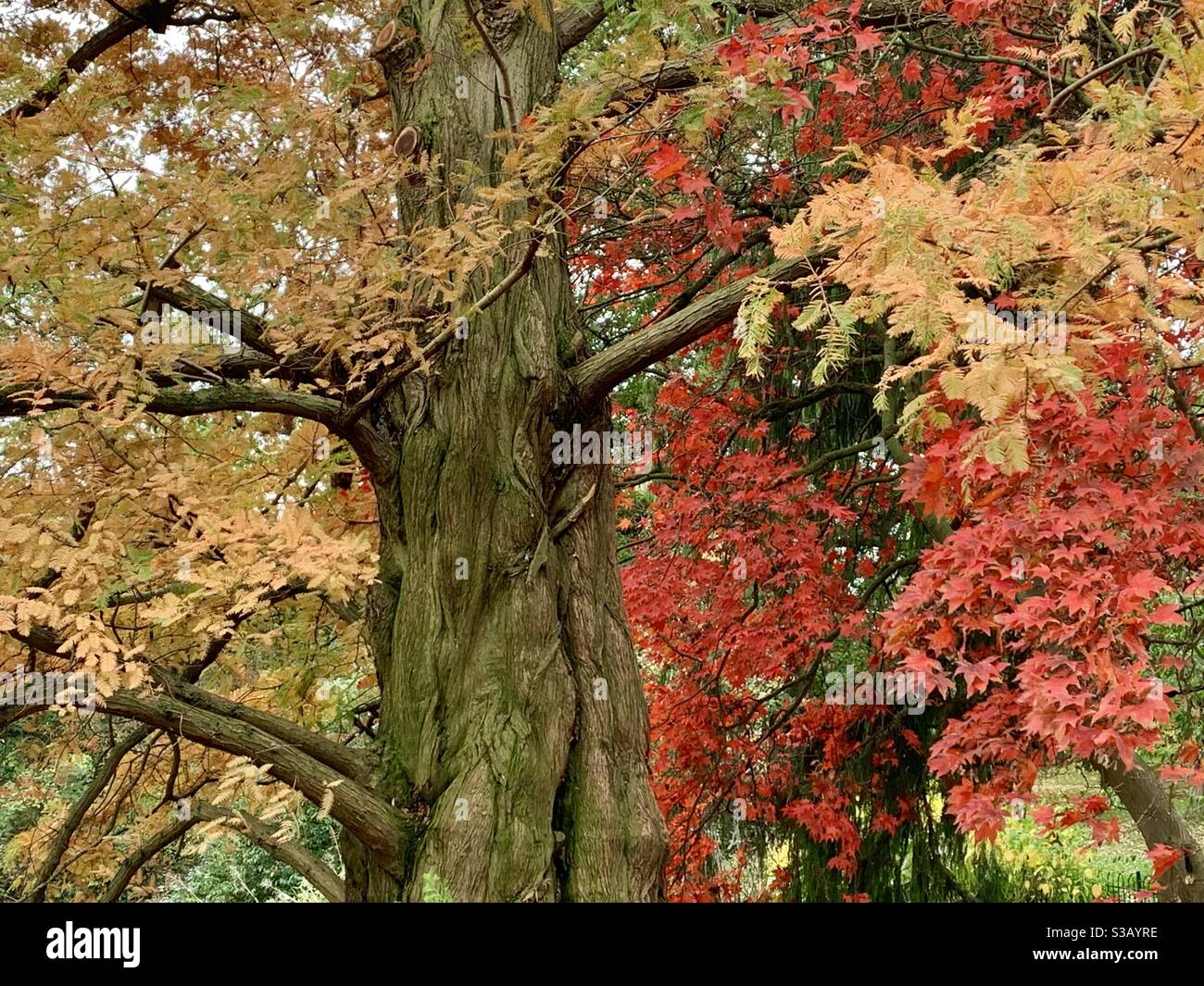 Dawn redwood tree in autumn colours Greenwich park - Smartphone Captured Stock Image