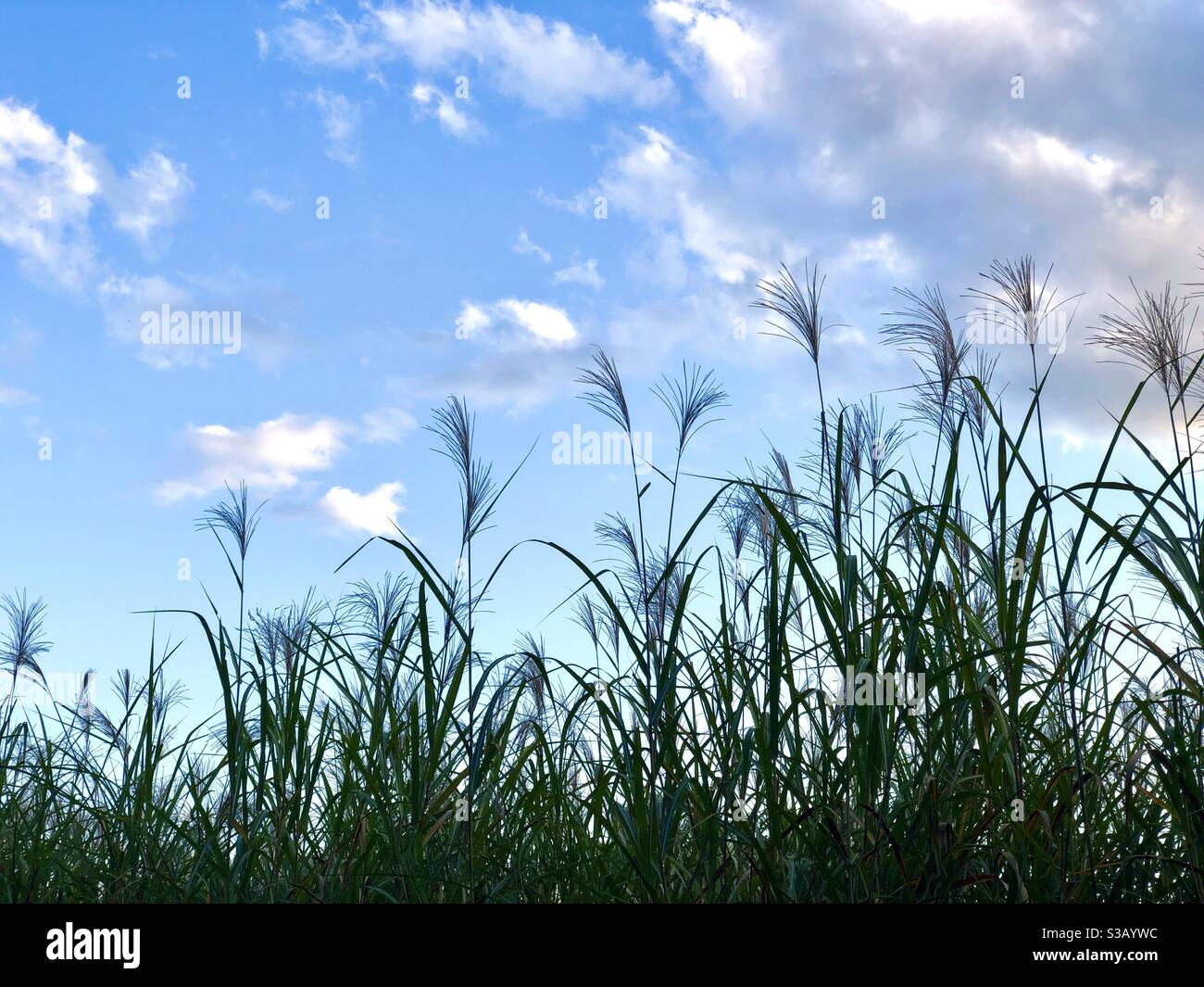 Lake rushes marsh plants hi-res stock photography and images - Alamy
